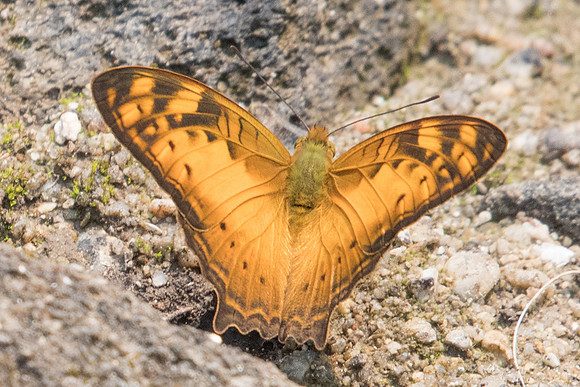 Vagrans sinha-3373 - Doi-Suthep - 8/03/23
