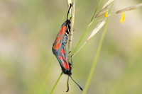 Zygaena sarpedon-8250 Col des seignors - 2/06/25