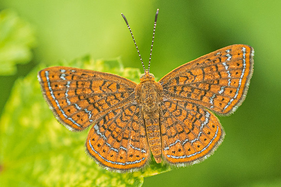 Calephelis sp-2077
