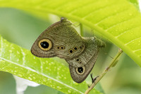 Ypthima baldus-6615 - Krabi - 25/11/23