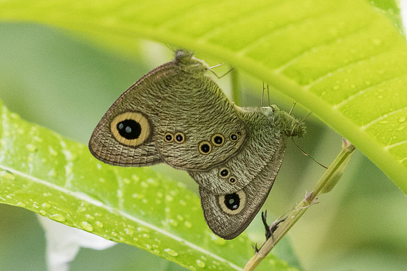 Ypthima baldus-6615 - Krabi - 25/11/23