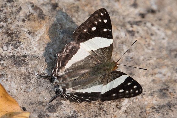 Dodona deodata deodata ♂-0085 - Doi-Suthep - 7/03/23