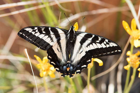 -Papilio eurymedon -4973 - 04062015