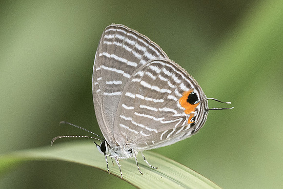 Jamides celeno aelianus-7248 - Koh Samui - 15/03/23