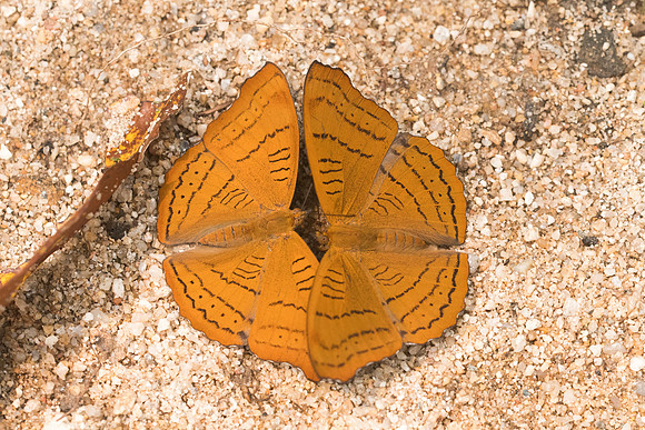 Pseudergolis wedah-4121- Chiang dao - 12/03/23