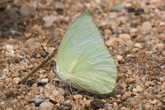 Catopsilia pomona pomona id-0879 - Chiang Dao  - 11/03/23