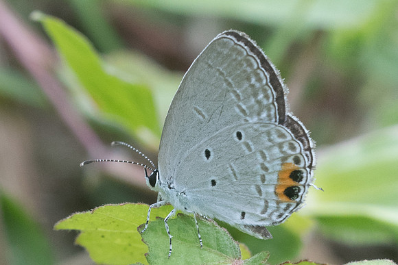 Everes lacturnus rileyi -7782- Koh Samui - 16/03/23