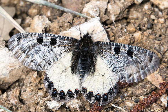 Archon apollinus ♂-3393 Alexandroupoli - 10/04/22