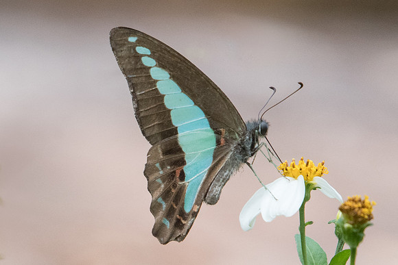 Graphium sarpedon-0407 - Doi-Suthep - 7/03/23
