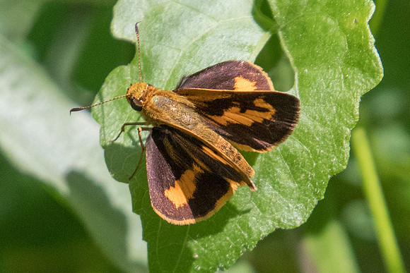 Oriens gola pseudolus - 1328 - Koh Samui - 18/03/23