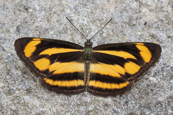 Neptis zaida-3626 - Doi Inthanon - 23/03/25