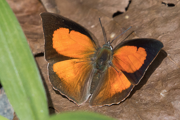 Curetis dentata-1222 - Chiang Dao - 16/11/23