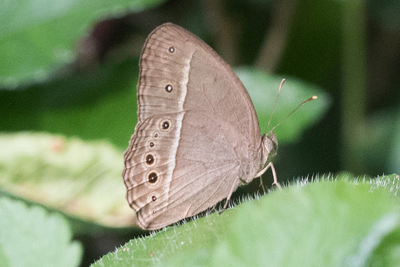 Mycalesis perseoides id--3724 - Chiang Rai - 20/11/23