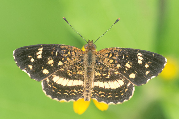 anthanassa tulcis-1202