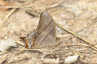 Lethe kansa-2311 - Chiang Dao - 19/03/25