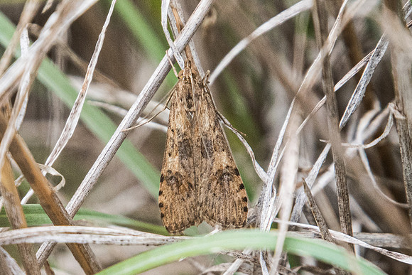 Nomophila noctuella-8564 -Canyon du diable