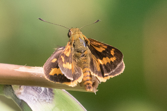 Potanthus trachala-7266 - Doi Suthep - 10/03/2023