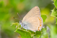 Satyrium esculi-8577