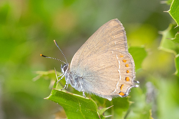 Satyrium esculi-8577