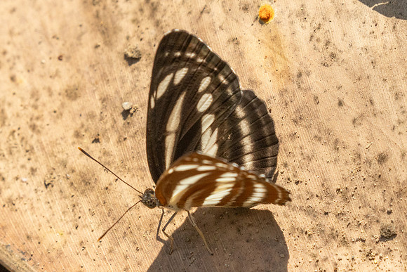 Neptis sp-2755