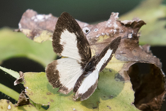 Caleta elna noliteia-7356 - Doi-Suthep - 10/03/23