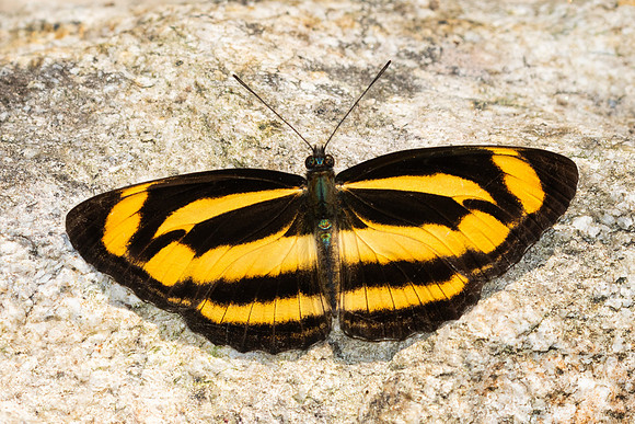 Neptis zaida-3628- Doi Inthanon - 23/03/25