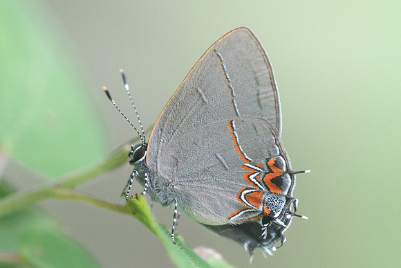 Calycopis sp-1314