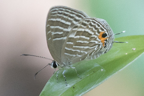 Jamides sp-8355 - Koh Samui - 16/03/23