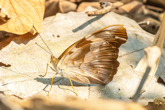 Herona marathus-1226 - Chiang Dao - 17/03/25