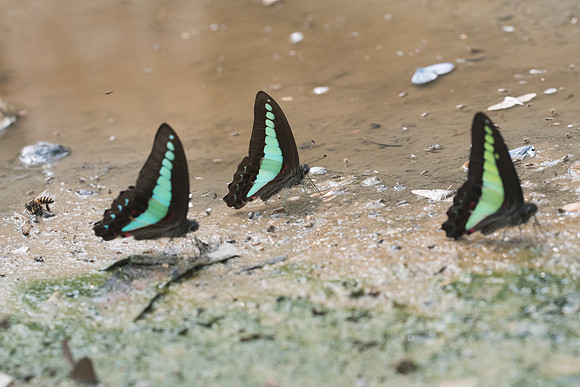 Graphium sarpedon sarpedon-9425 - Chiang Dao - 11/03/23