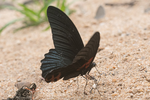 Papilio memnon agenor-4541 - - Chiang Dao  - 12/03/23