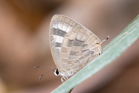 Jamides pura ou celeno-1057 - Doi Suthep - 7/03/23