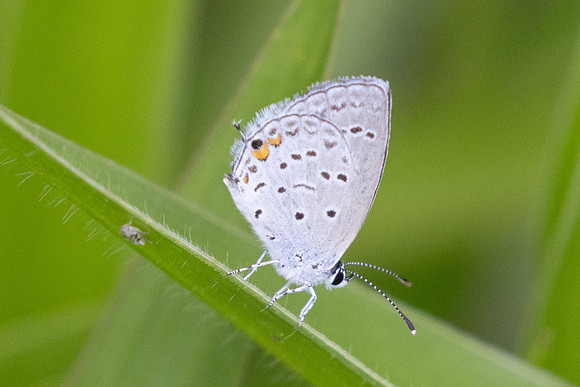 Cupido sp-2095 - Barichara - 8/06/24