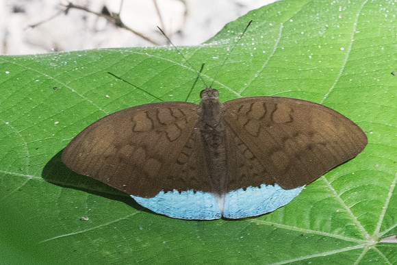 Tanaecia julii odilina-2827 - Chiang Rai - 18/11/23