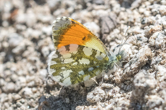 Anthocharis gruneri-7330 - Granitis - 14/04/22