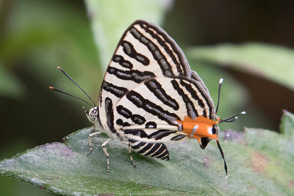 Spindasis syama terana-2337 - Koh Samui - 19/03/23