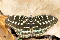 Lexias pardalis-3021