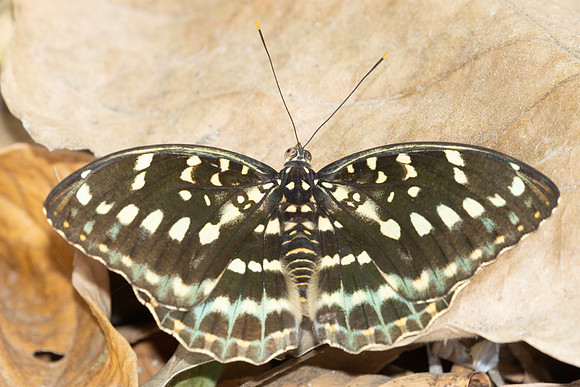 Lexias pardalis-3021