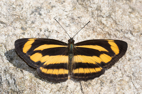 Neptis zaida inayoshii -4737 - Doi Inthanon - 25/03/25