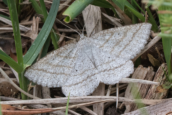 Idaea subsericeata