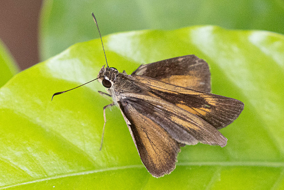 Synapte malitiosa-0332