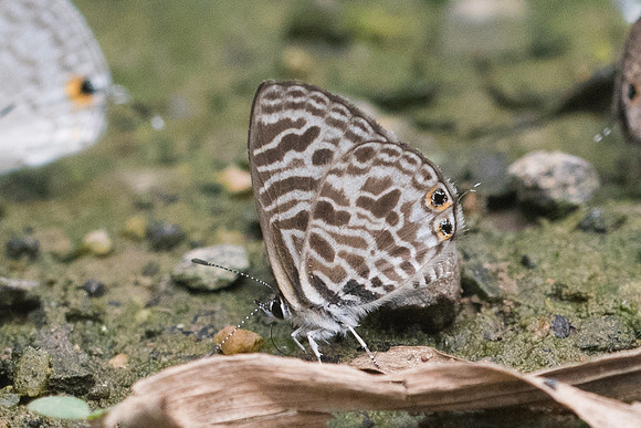 Leptotes plinius-9960- Chiang Dao  - 11/03/23