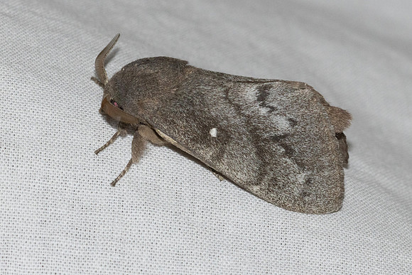 Dendrolimus pini-7761