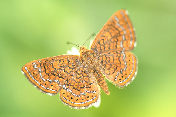Calephelis sp-1381