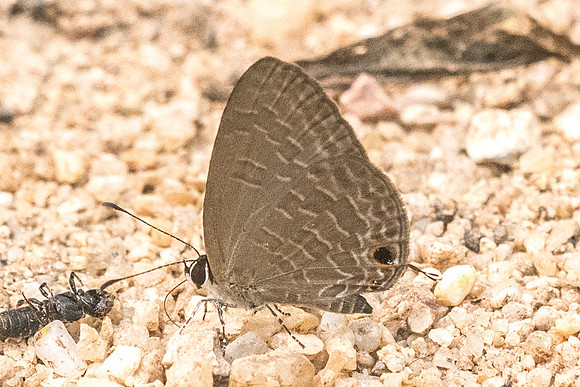 Jamides bochus nabonassar id --2449 - Chiang Dao - 11/03/23