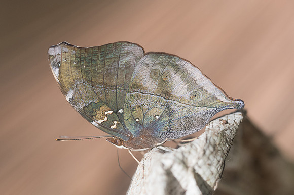 Doleschallia bisaltide-3330 - Chiang Dao - 16/11/23