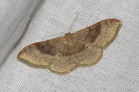 Idaea degeneraria-7766 - Signes - 1/05/25