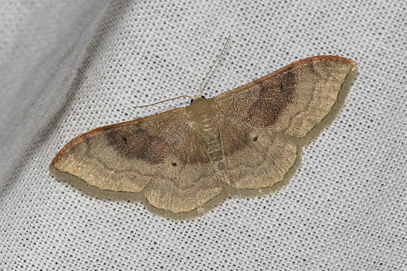 Idaea degeneraria-7766 - Signes - 1/05/25