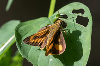 Telicota colon-3714 - Chiang Rai - 20/11/23
