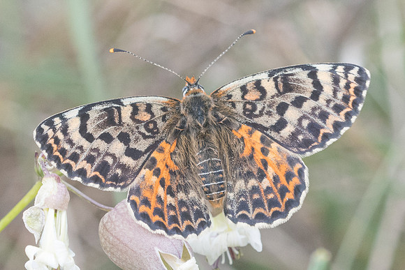 Melitaea didyma ♀-5251 - Sournia - 21/05/23